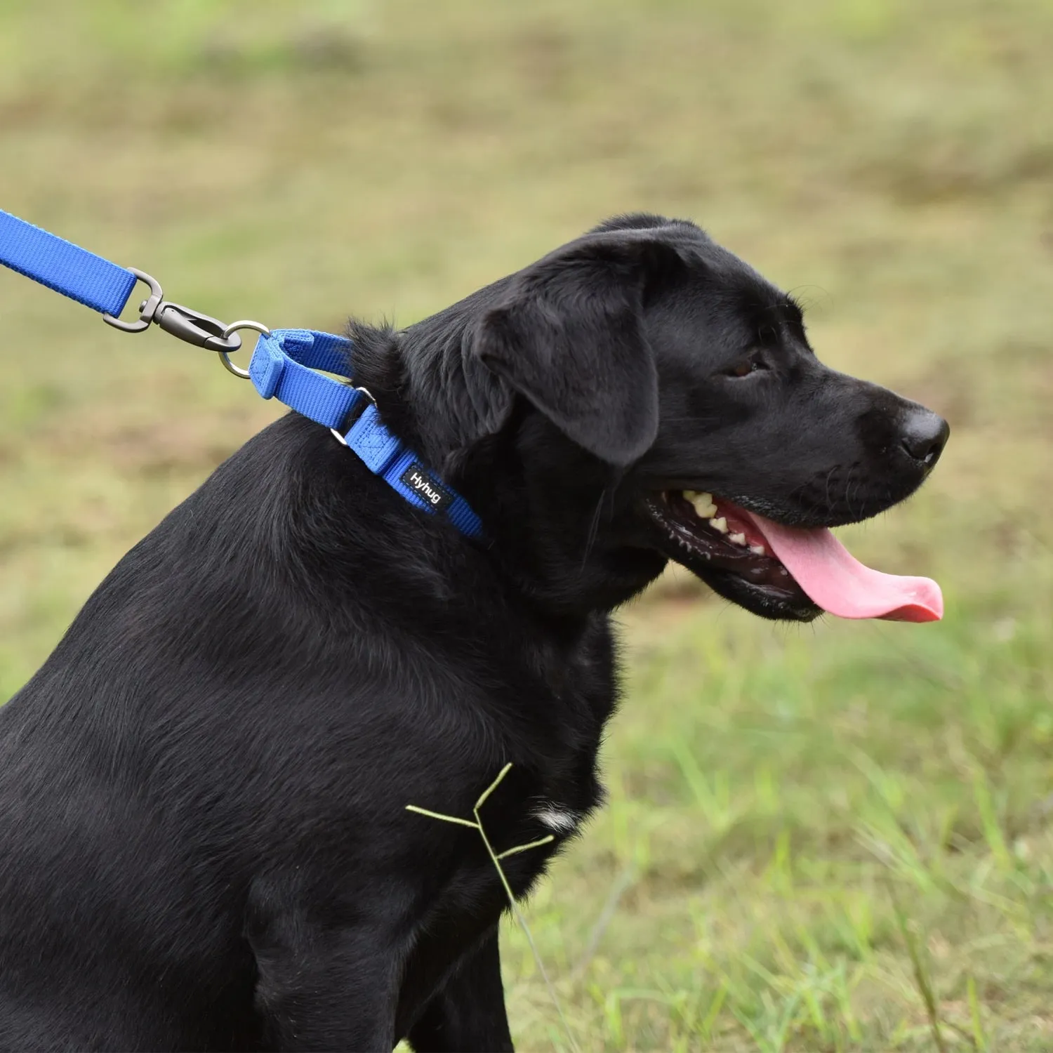 Martingale Collar